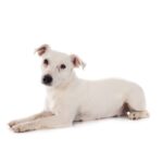 Parson Russel Terrier.jpg