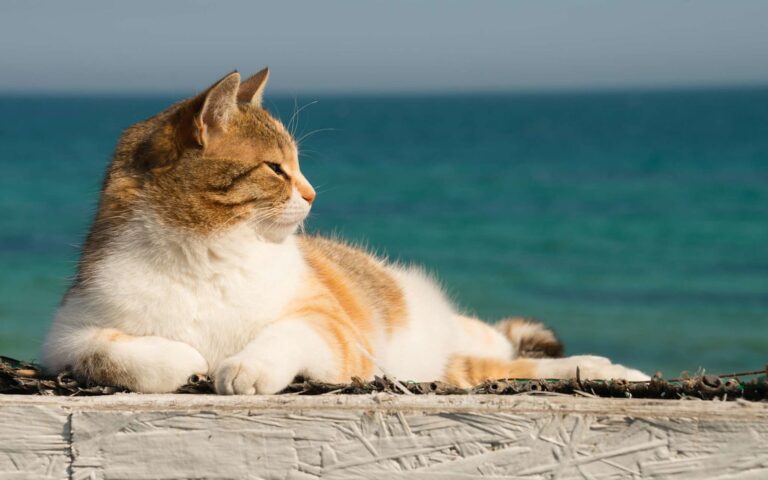 Partir en vacances avec son chat