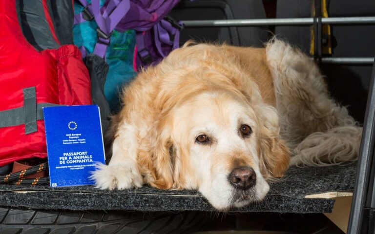 Le passeport Européen pour chien