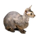 Peterbald.jpg