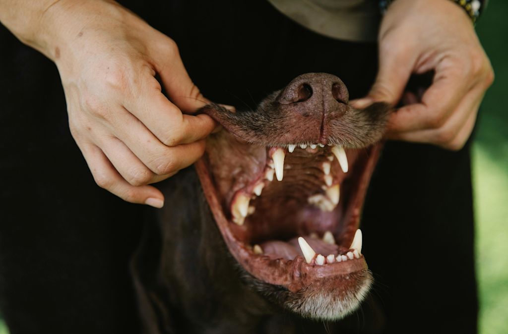 hygi&egrave;ne dentaire chien