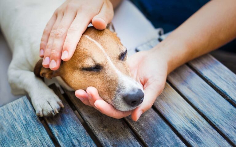Piroplasmose chez le chien : une maladie causée par les tiques