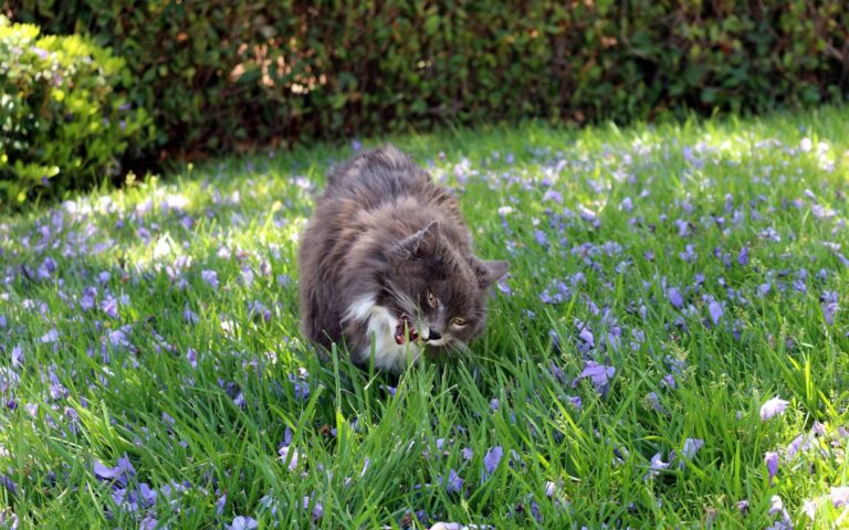 Les plantes toxiques pour le chat