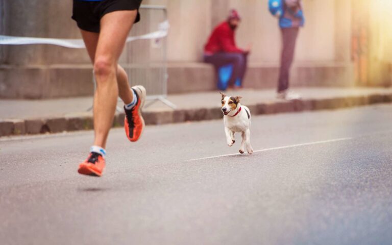 Pourquoi et comment courir avec son chien ?