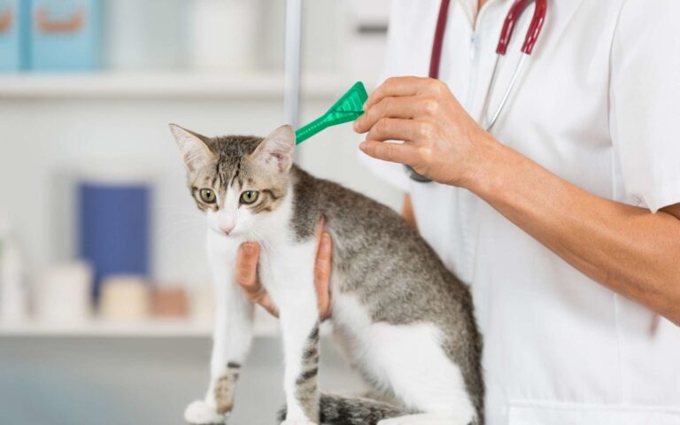 Pourquoi et comment vermifuger votre chat ?