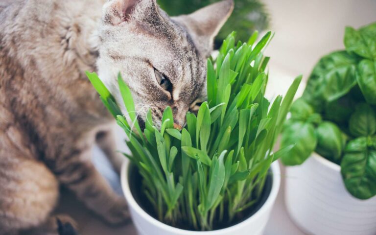 Pourquoi les chats mangent de l&rsquo;herbe ? 