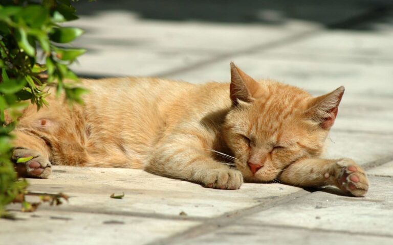 Comment prévenir le coup de chaleur chez le chat ?