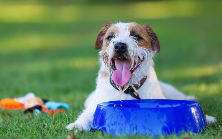 Comment bien protéger son chien de la chaleur ?