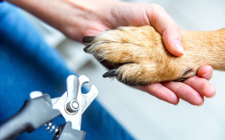 Quand et comment couper les ongles (griffes) de son chien ?