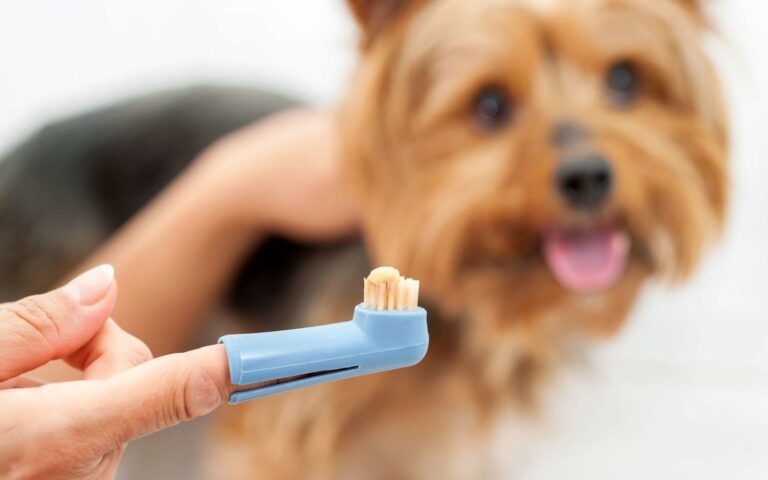 Mal aux dents chez le chien : quels symptômes et quelle prévention contre le tartre ?