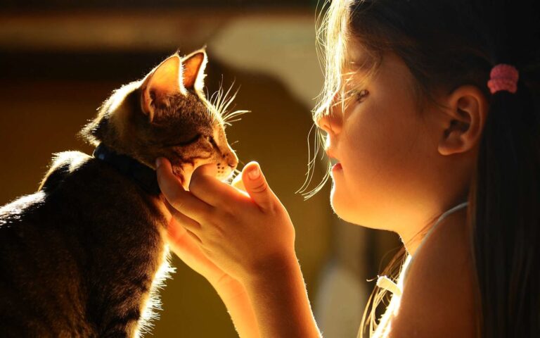 La relation du chat avec un enfant