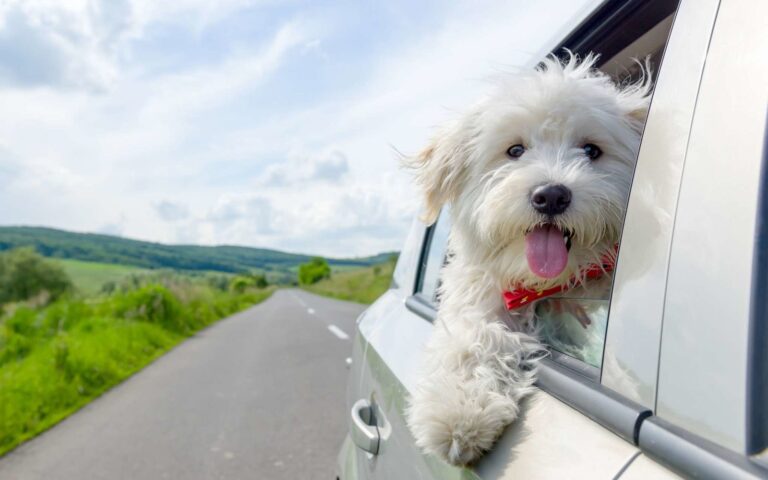 Le retour de vacances avec un chien, que faire pour une bonne réadaptation ?