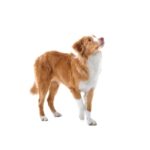 RETRIEVER DE LA NOUVELLE ECOSSE.jpg