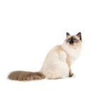 Sacre¦ü-de-Birmanie.jpg
