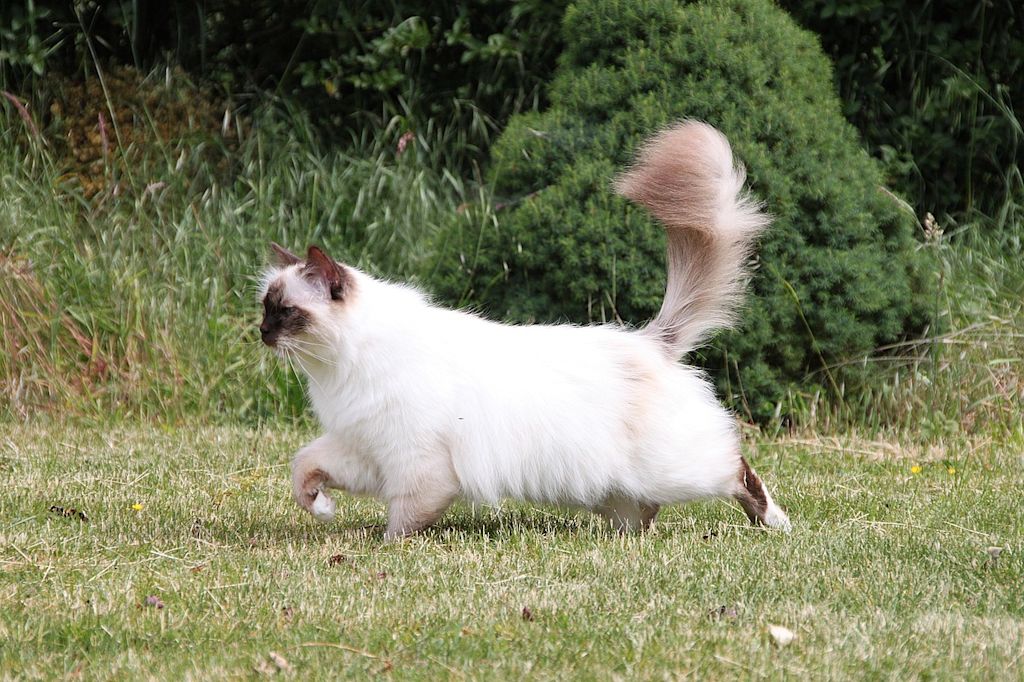 sacre de birmanie