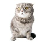 SCOTTISH FOLD.jpg