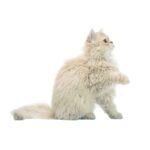Selkirk Rex.jpg