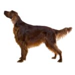 Setter irlandais.jpg