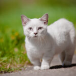 chat Munchkin blanc