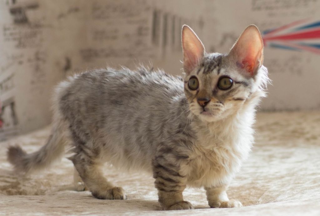 Bébé Munchkin