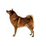 Spitz Finlandais.jpg
