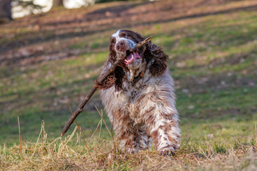 springer anglais avec un baton dans la gueule