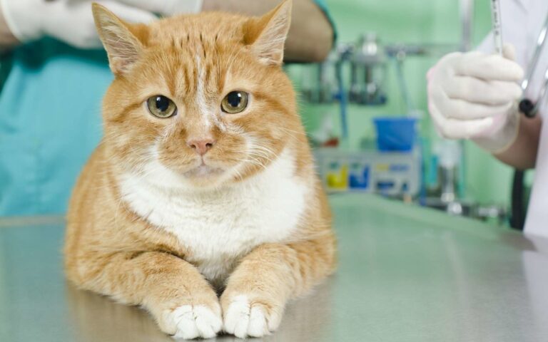 La stérilisation de la chatte : tout ce que vous devez savoir