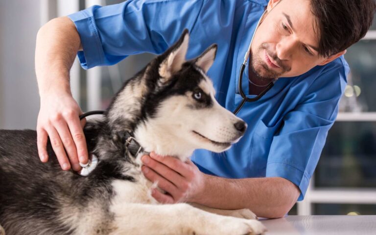 Déroulement et intérêts de la stérilisation de la chienne 