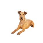 Terrier Irlandais.jpg