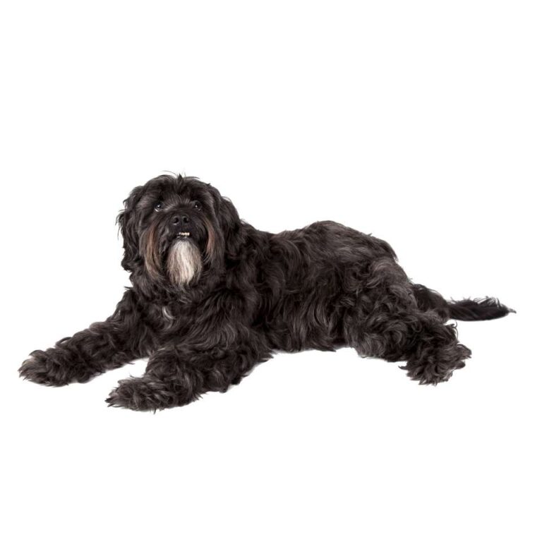 Terrier du Tibet (ou Dhoki Apso)