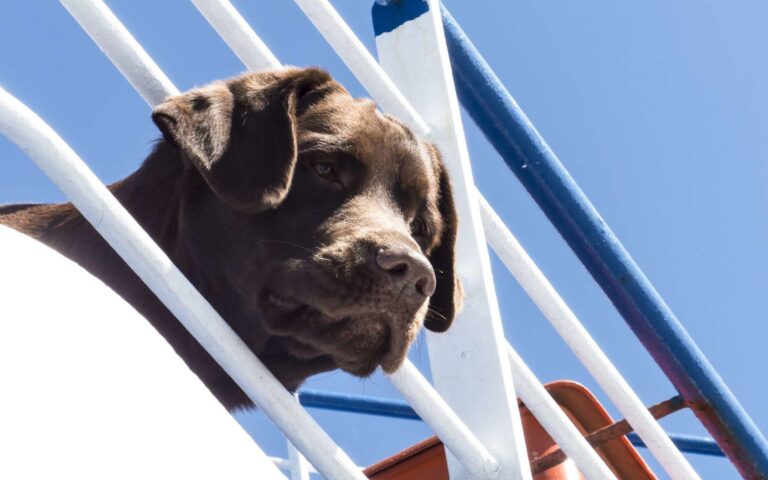 Voyager en bateau avec son chien