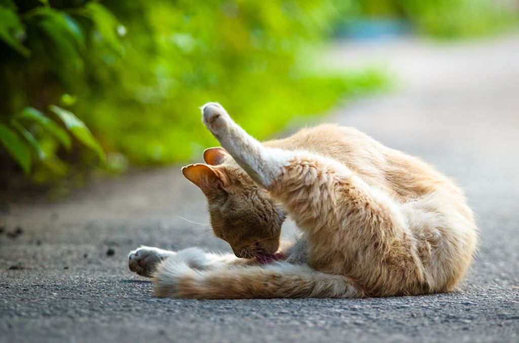 Chat qui se gratte 