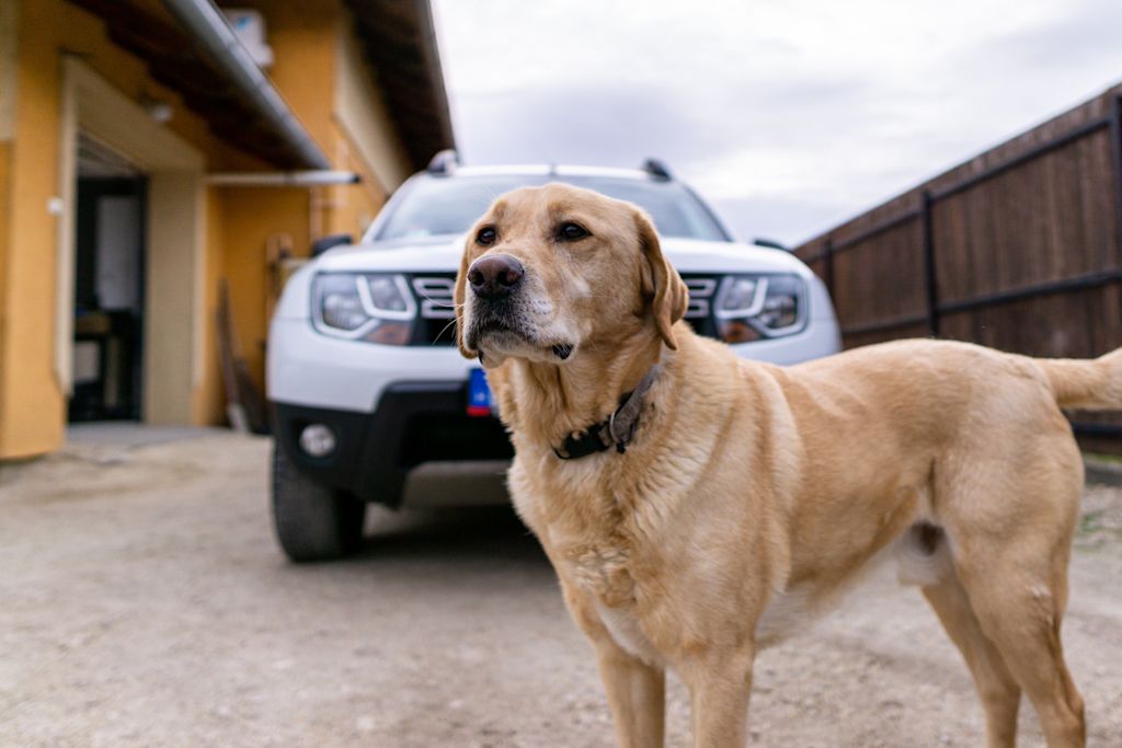 chien labrador garage antigel