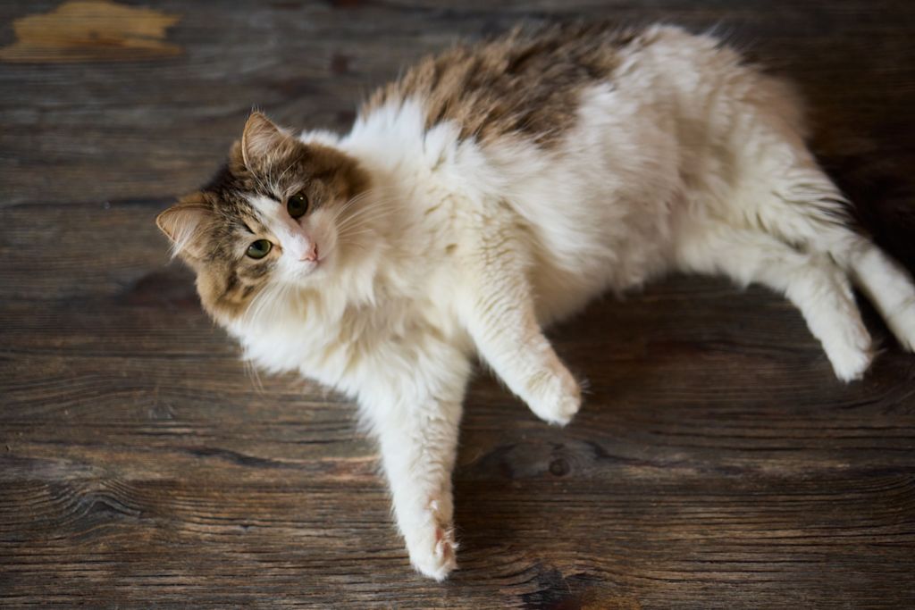 Chat adulte