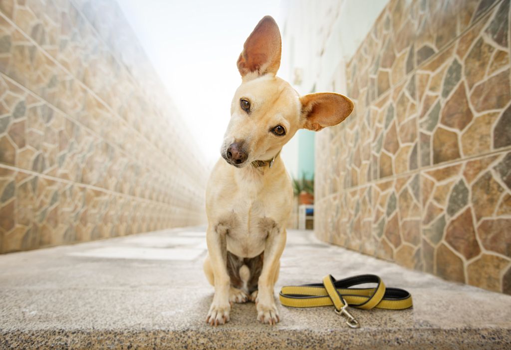 chien sortie laisse