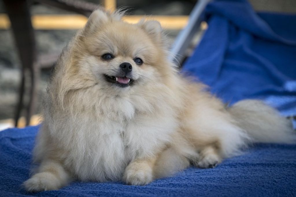 Chien Spitz
