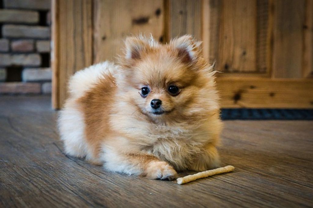 Chien spitz allemand