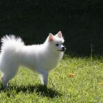 Spitz allemand blanc