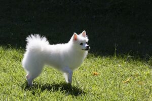 Spitz Allemand
