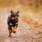 jagd terrier