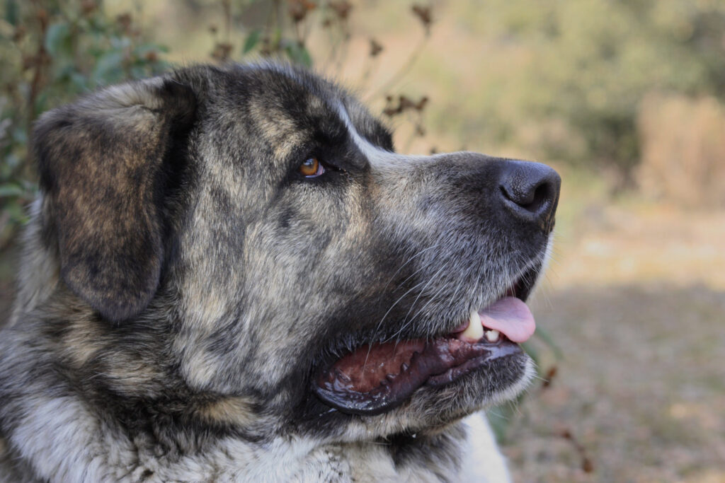 gros plan de chien matin espagnol