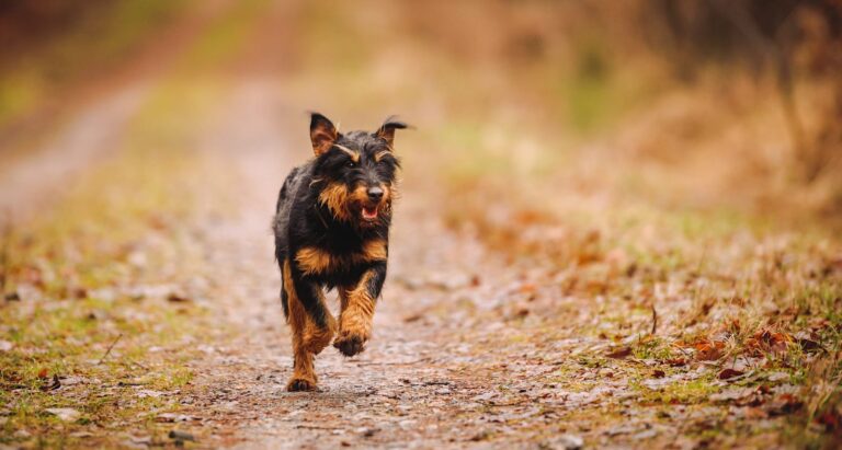 Jagd Terrier (Terrier de chasse)