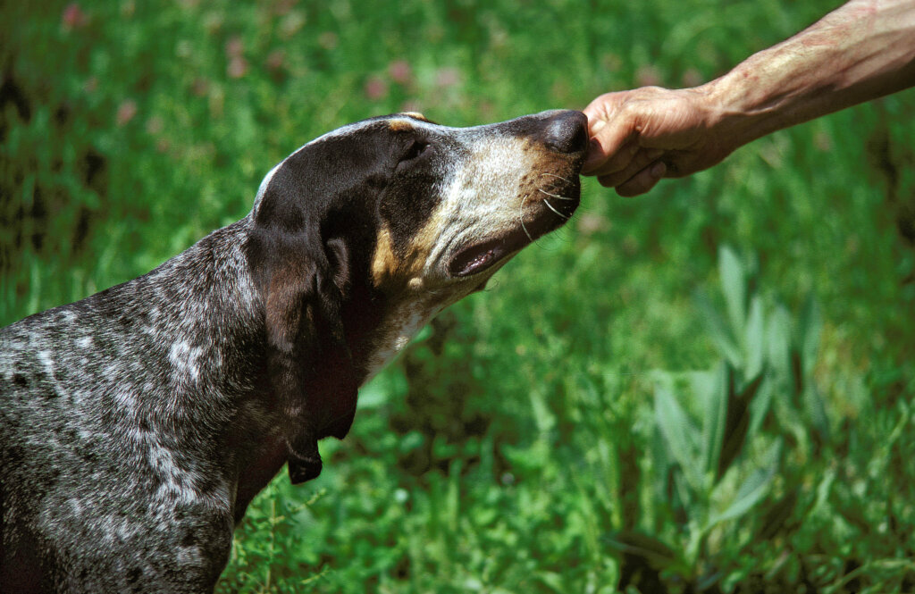 chien grand bleu de gascogne