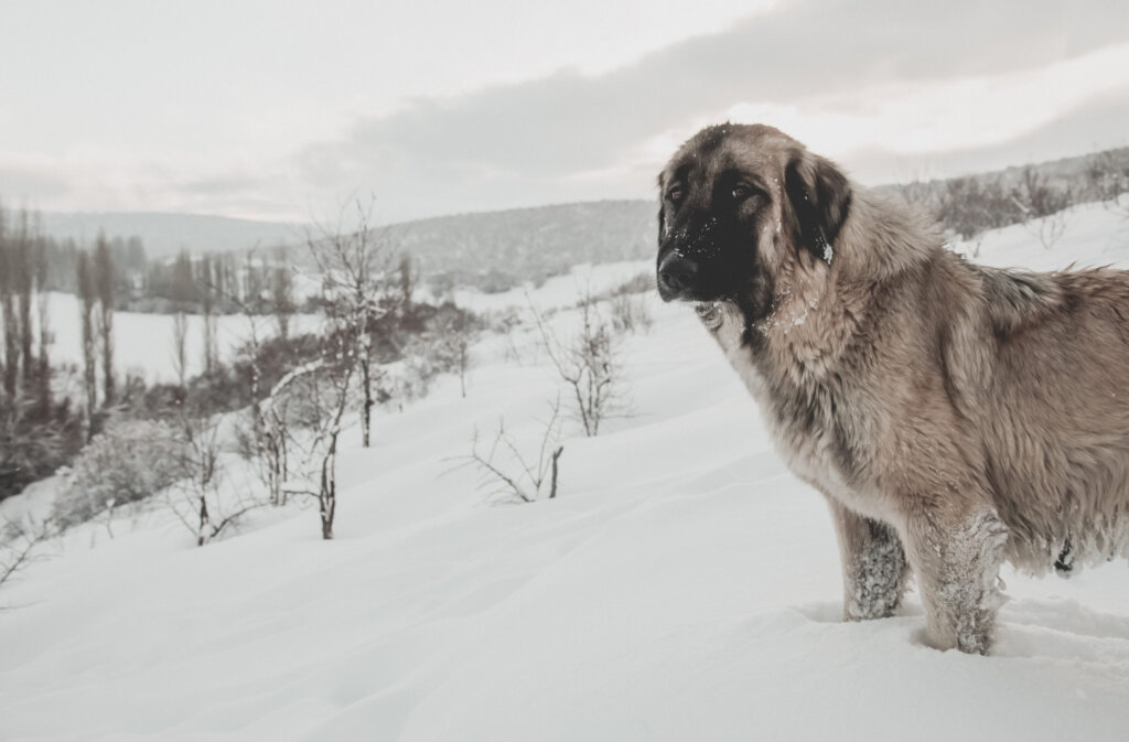 chien montagne portugais dans la neige