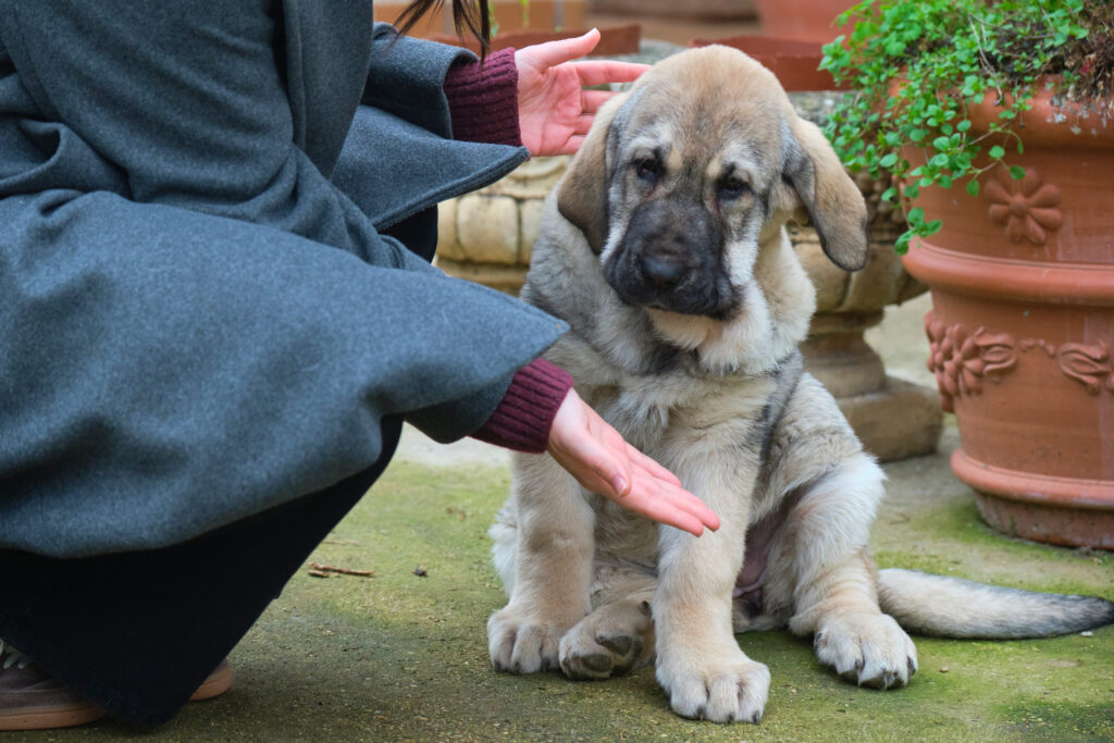 chiot matin espagnol assis a qui une femme demande de donner la patte