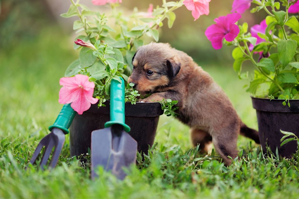 chiot et engrais