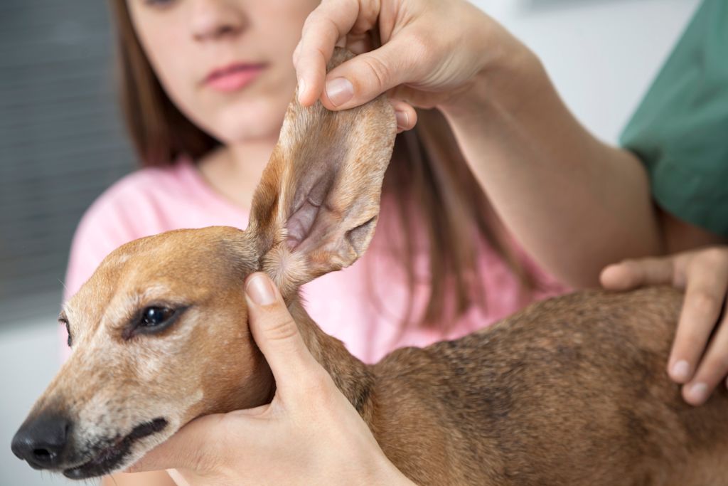 oreilles d un chien