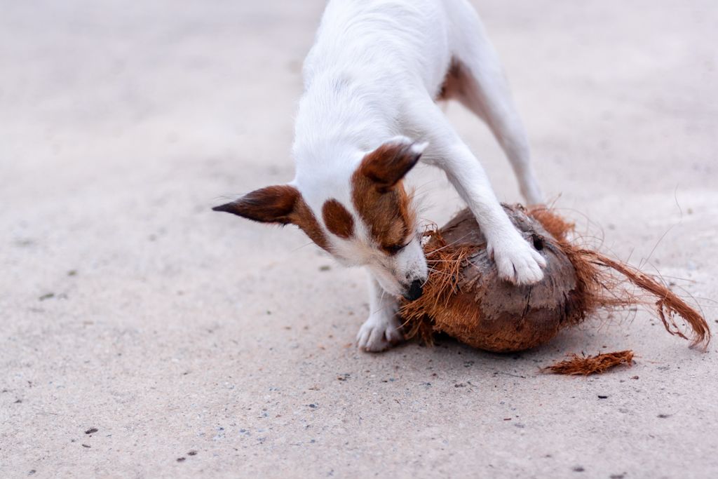 chien voleur