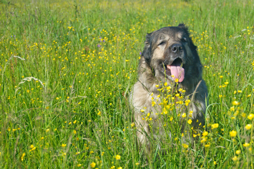 chien serra da estrela dans une prairie