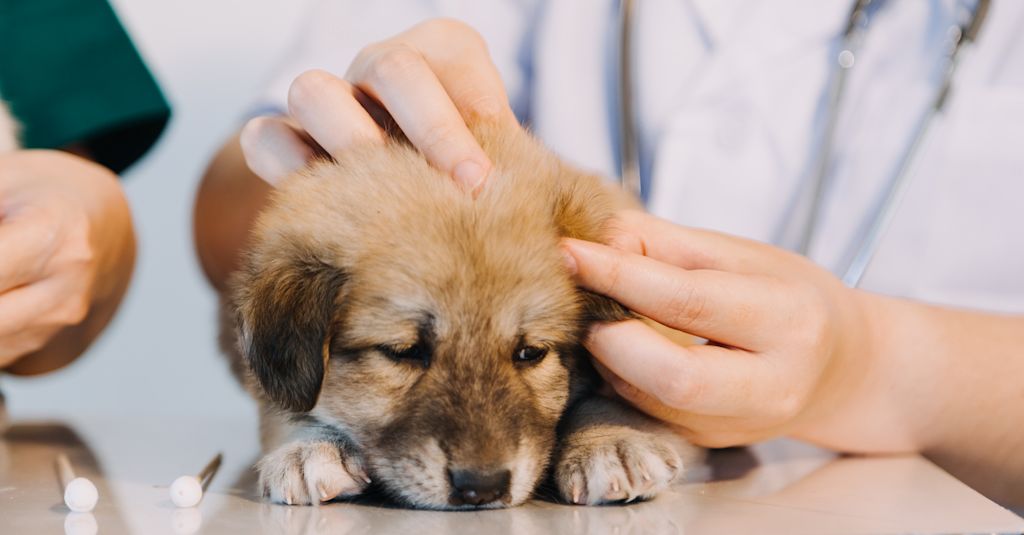 examen des oreilles chez le chiot